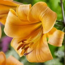 Liilia Orange Planet